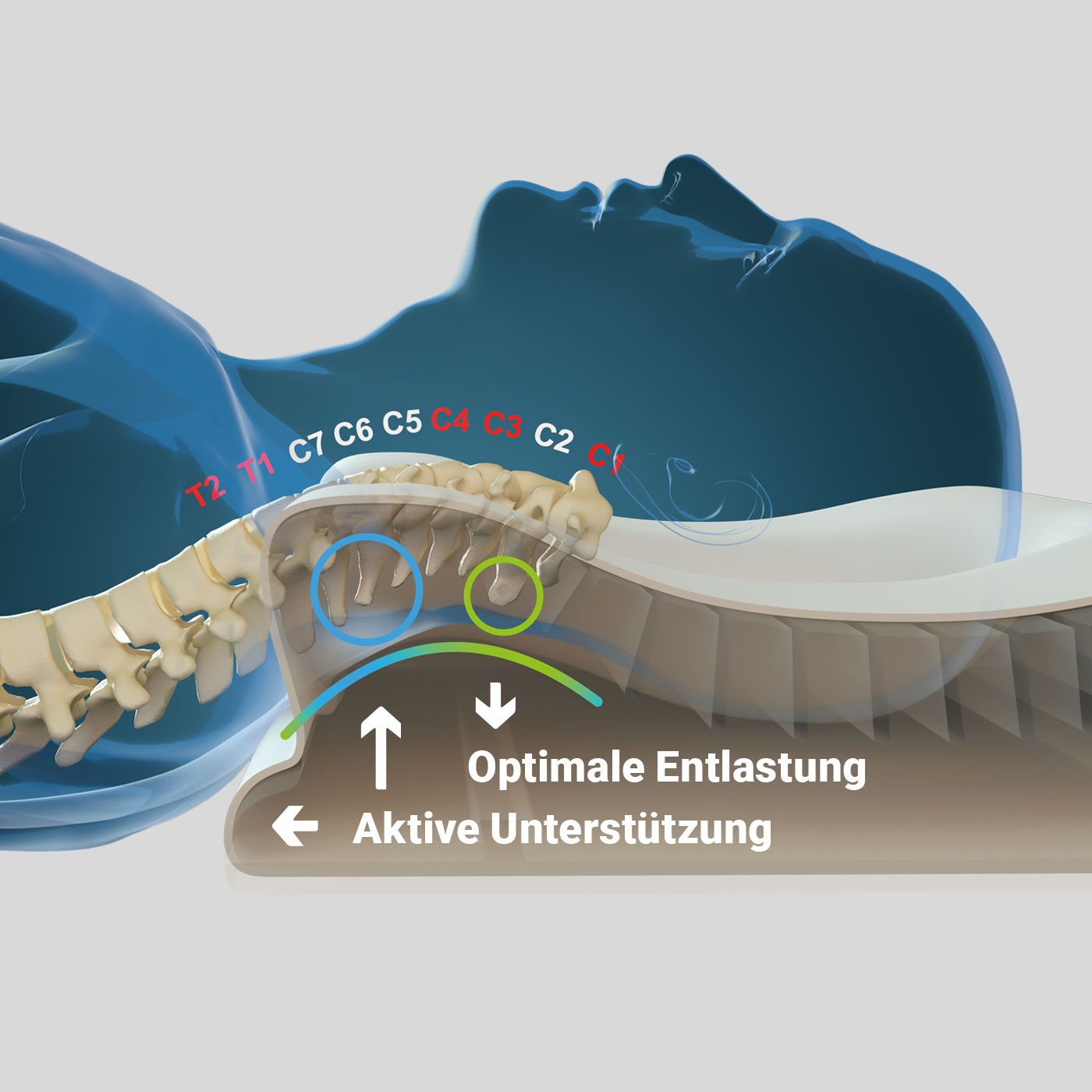 Wirbelsaeule_Grafik